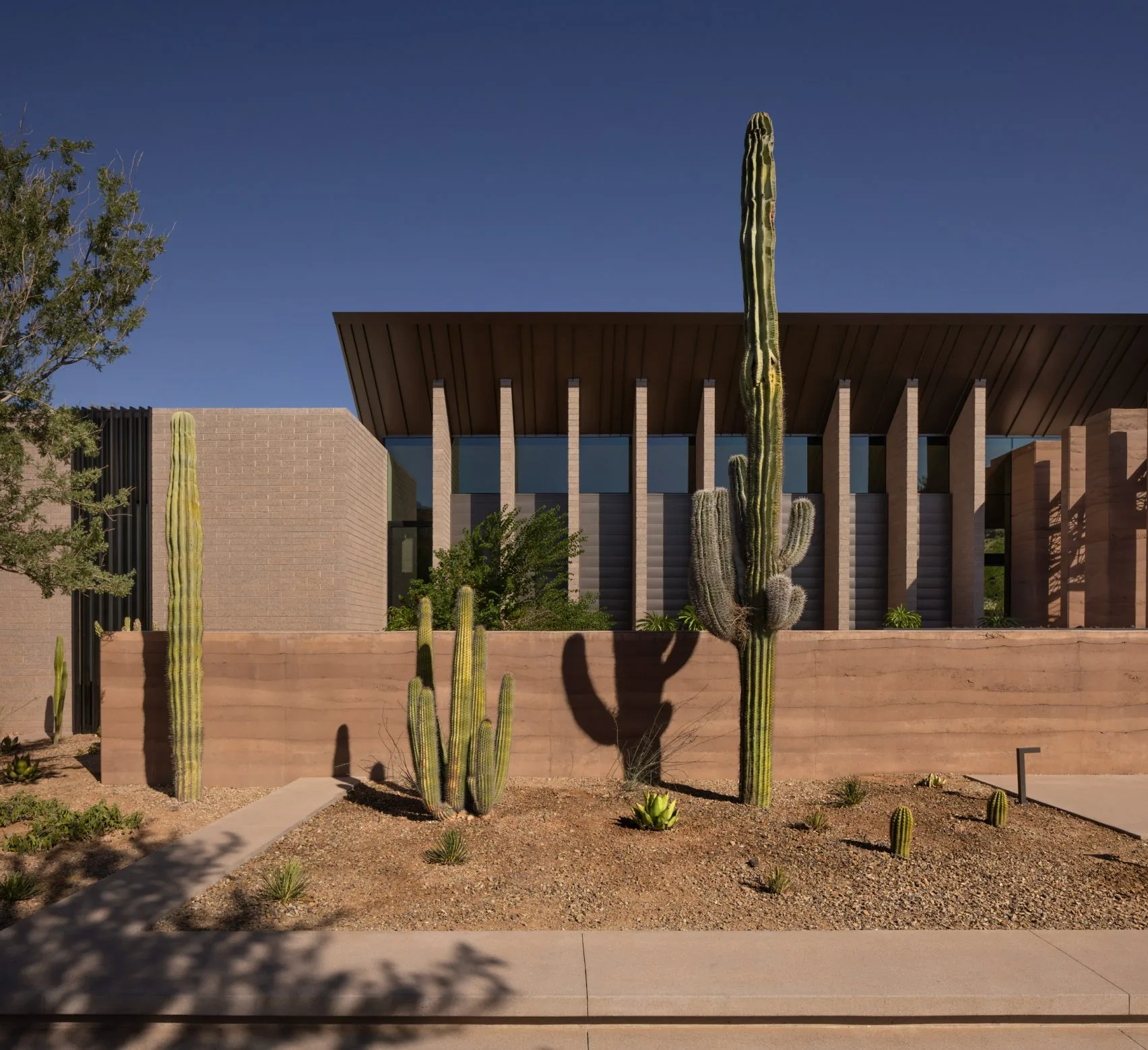 Saguaro cacti before a rammed-earth wall and clerestory in daylight.